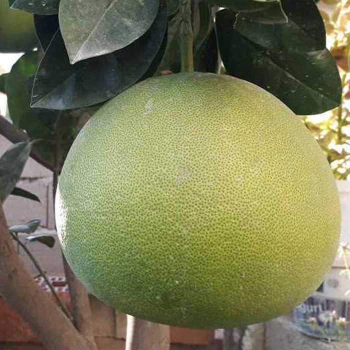 agac-kavunu-sadok-citrus-pomelo-fidani-limon-fidani