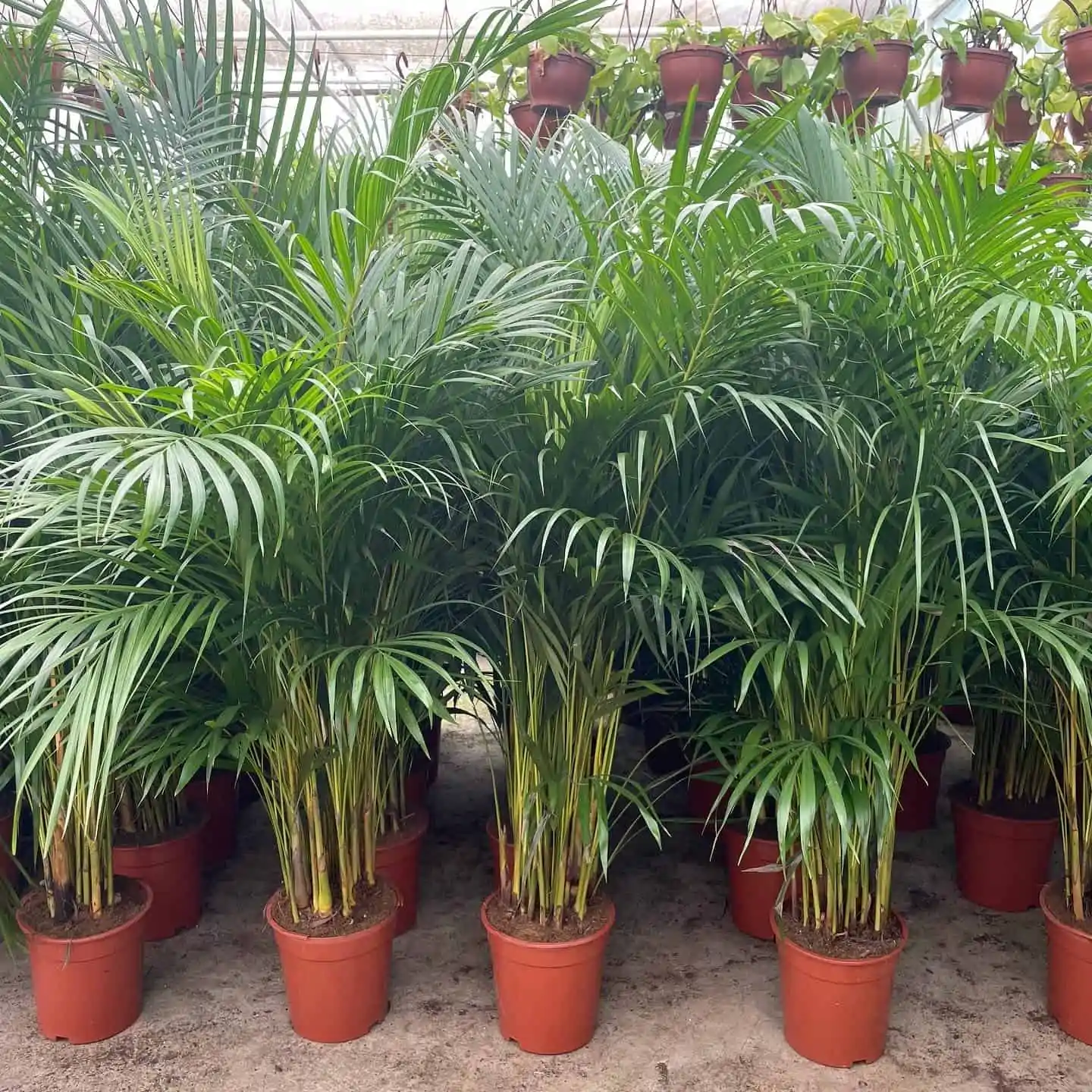 areka-palmiyesi-bitkisi