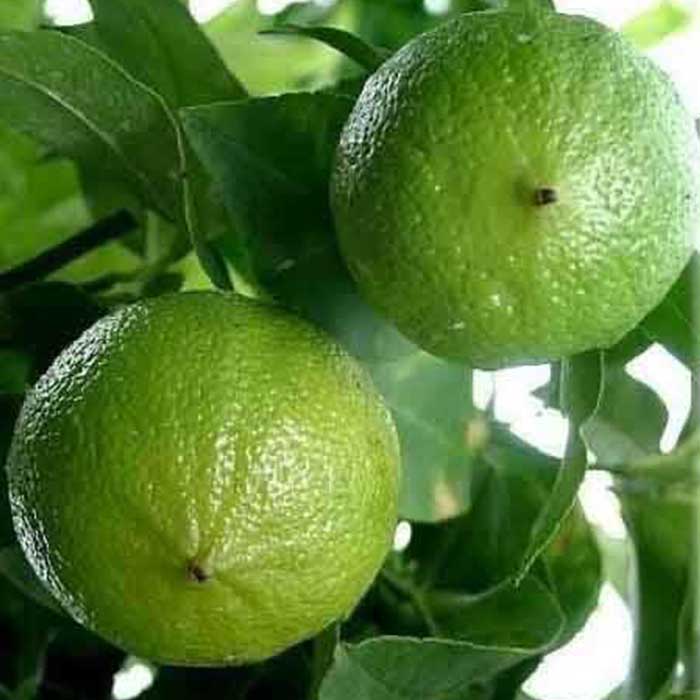 bergamot-fidanicistus-aurantium-sppbergamia-limon-fidani