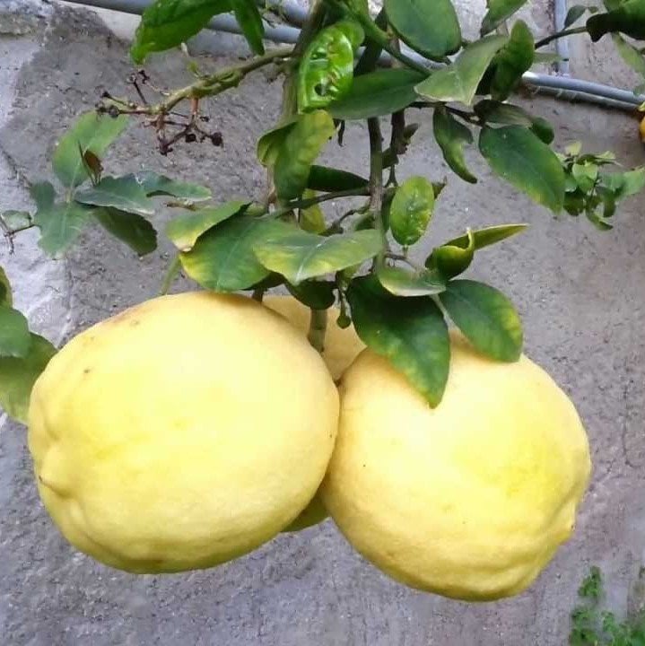 beyazkokulu-limon-fidani