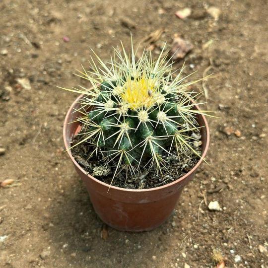 echinocactus-grusonii-bitkisi