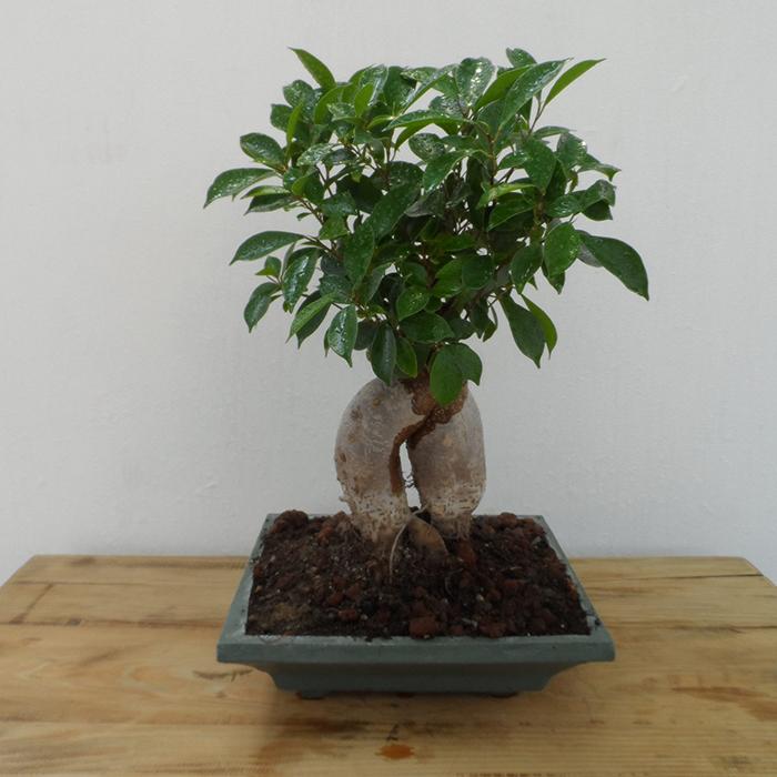 ficus-gingsey-bonsai-bitkisi