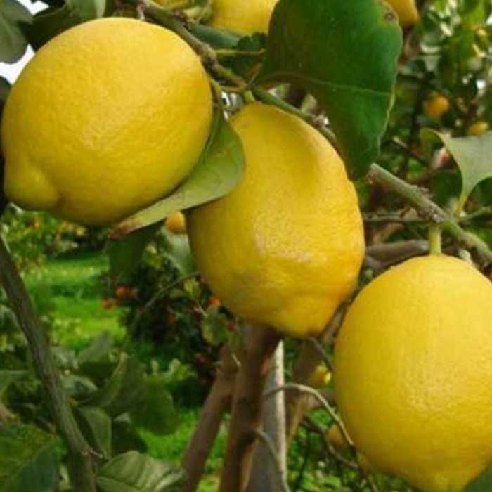 interdonato-limon-fidani