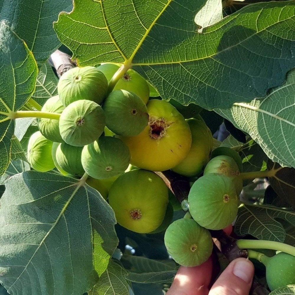 karayaprak-incir-fidani