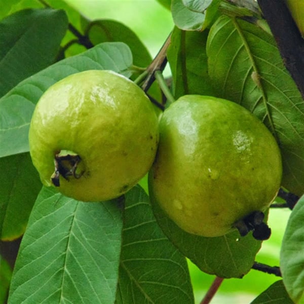kırmızı-armut-guava-fidani