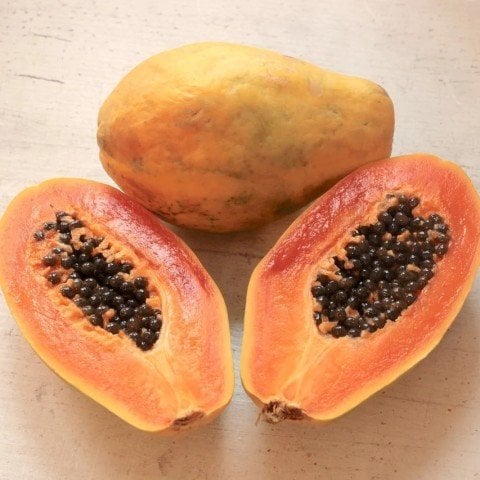 papaya-agac-kavunu-fidani3