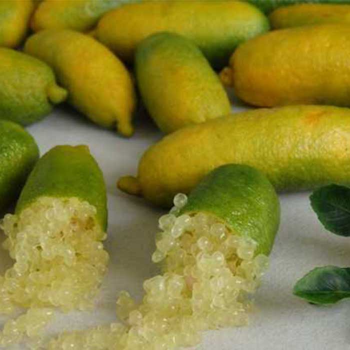 sari-finger-lime-fidani-limon-fidani