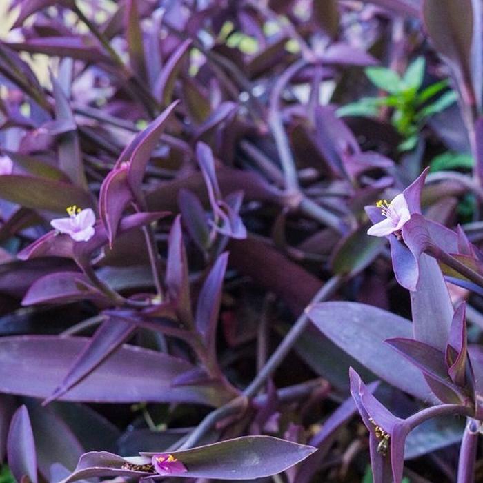 tradescantia-pallida-purple-heartmor-telgraf-cicegi-bitkisi