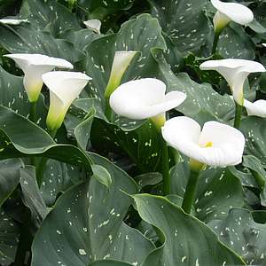 zantedeschia-aethiopica-white-giantcalla-lilygelin-cicegi-bitkisi