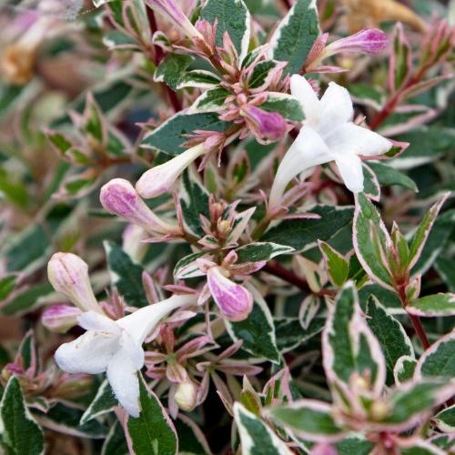 abelia-grandiflora-confettibeyaz-alaca-yaprakli-guzellik-calisiabelya-bitkisi