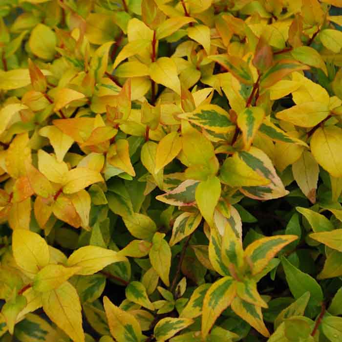 abelia-grandiflora-kaleidoscope-sari-alacali-guzellik-calisiabelya-bitkisi