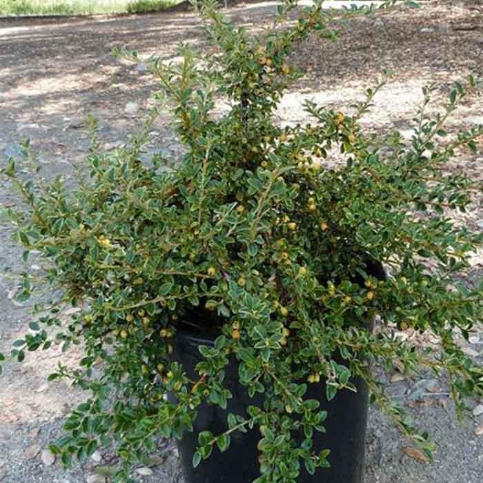 cotoneaster-dammeridag-musmulasi-bitkisi