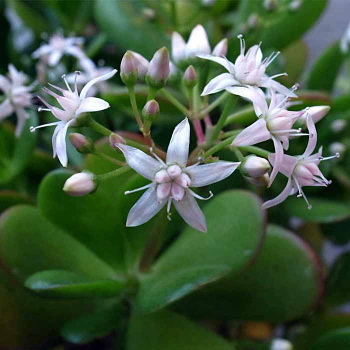 crassula-multicava-peri-yesim-bitkisi-bitkisi