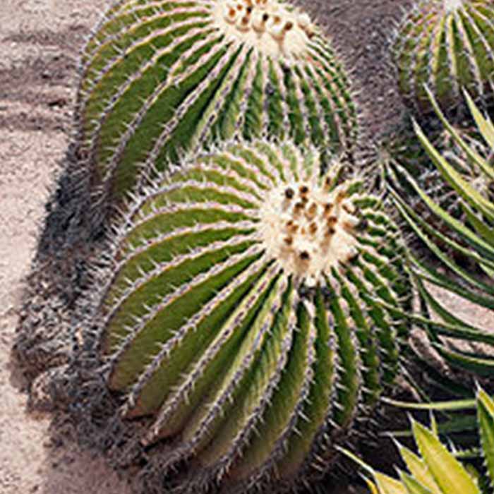 echinocactus-grusonii-2li-bitkisi