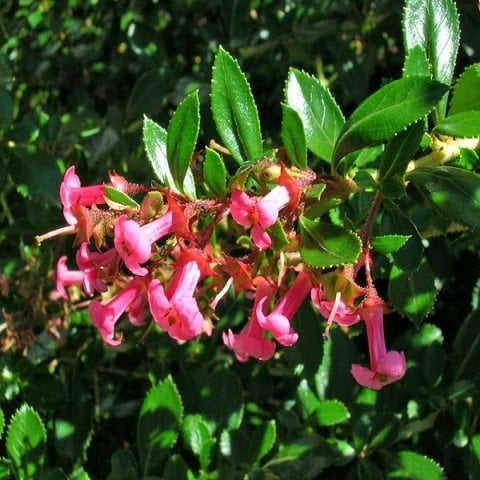 escallonia-cardinalispembe-cicekli-eskolonya-bitkisi