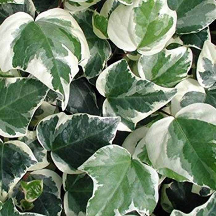 hedera-canariensis-gloire-de-marengo-beyaz-alacali-kaya-sarmasigi-bitkisi