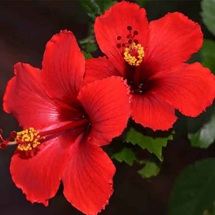 hibiscus-rosa-sinensis-japon-gulu-bitkisi