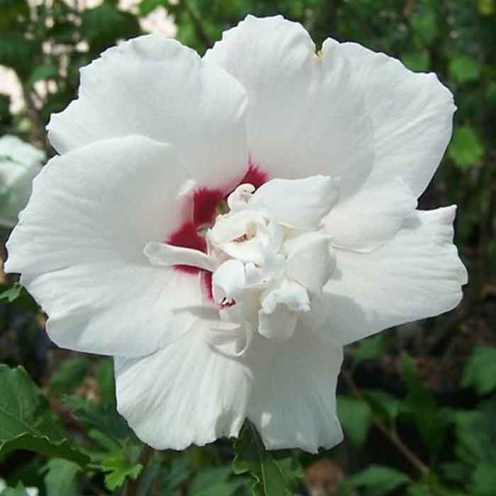 hibiscus-syriacus-china-chiffon-hatmi-bitkisi