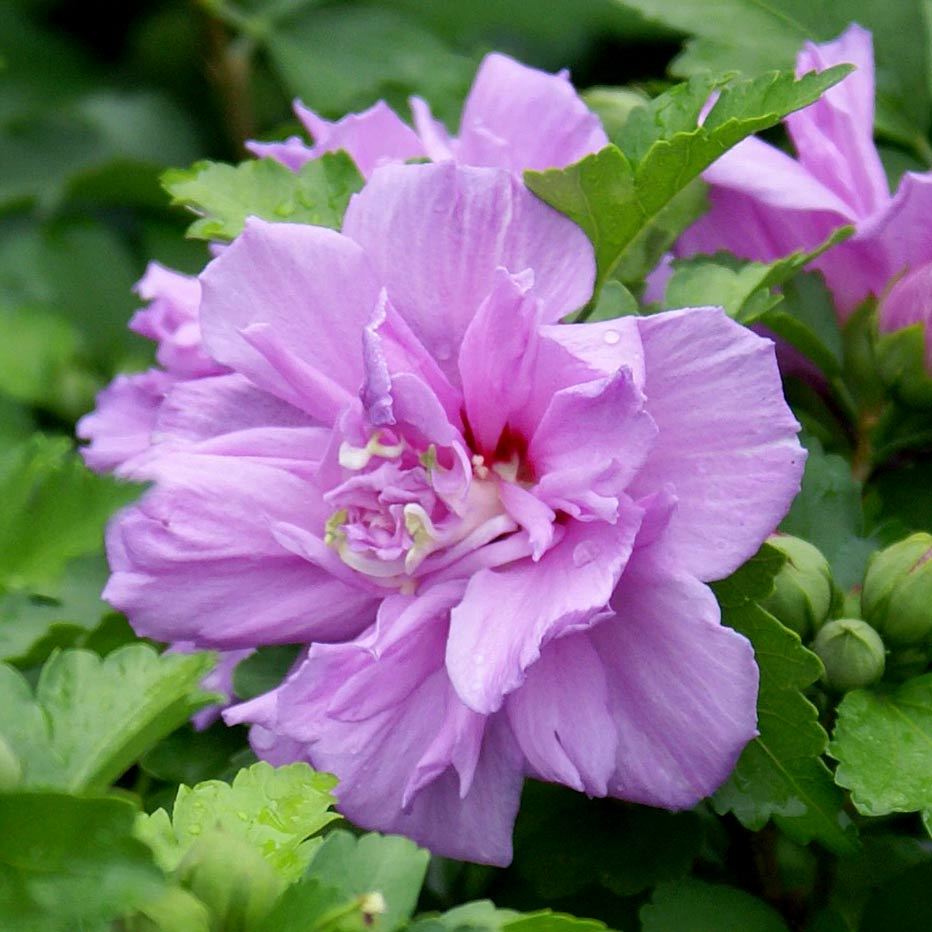 hibiscus-syriacus-lavender-chiffonmor-cicekli-hatmi-bitkisi
