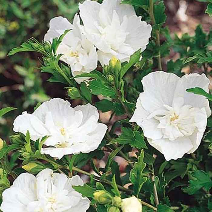 hibiscus-syriacus-white-chiffonbeyaz-cicekli-hatmi-bitkisi