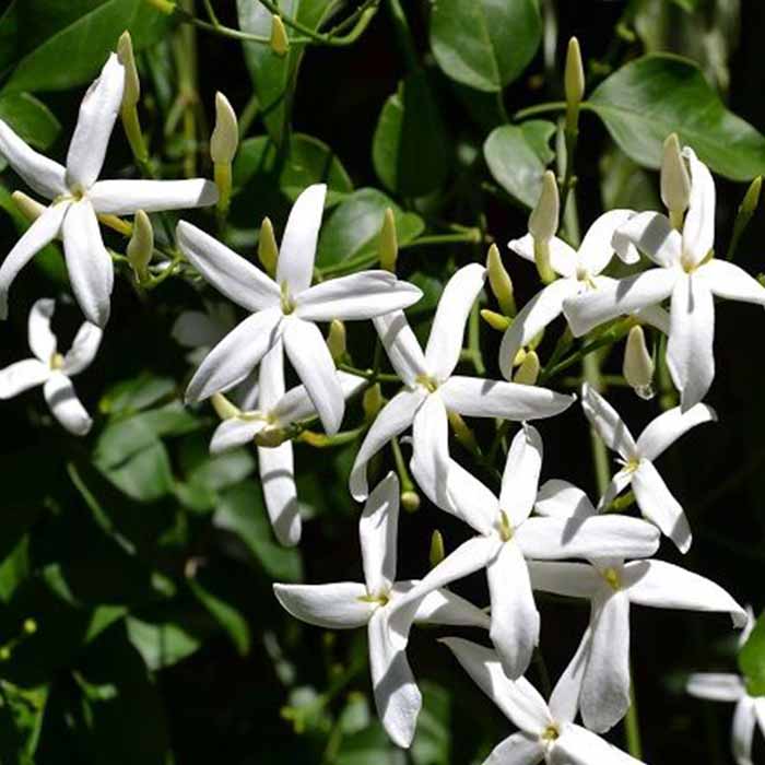 jasminum-azoricumlimon-kokulu-yasemin-bitkisi