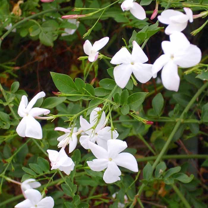 jasminum-officinale-beyaz-cicekli-yasemin-bitkisi