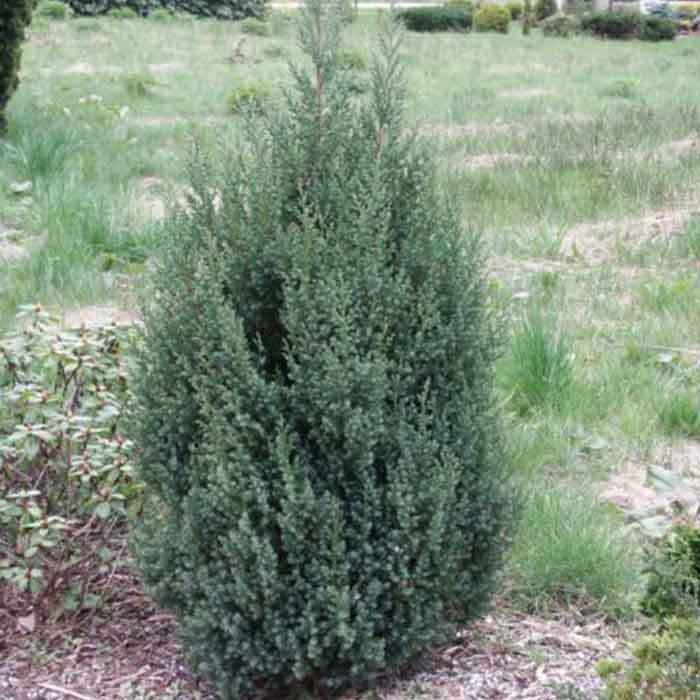 juniperus-chinensis-stricta-stricta-ardic-bitkisi
