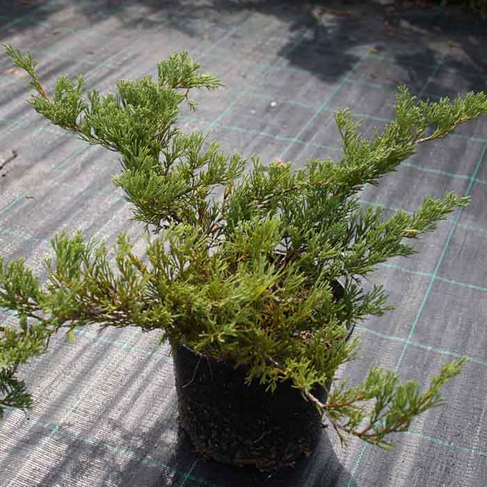 juniperus-horizontalis-andorra-compacta-variegataalacali-andora-ardic-bitkisi