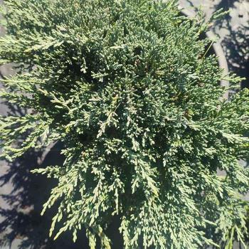 juniperus-horizontalis-blue-chip-mavi-surunucu-ardic-bitkisi