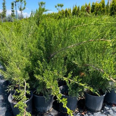 juniperus-x-media-mint-julepyesil-ardic-bitkisi