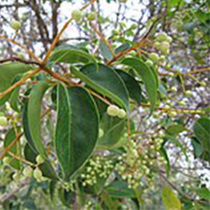 ligustrum-japonicum-japon-kurtbagri-bitkisi