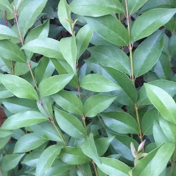 ligustrum-japonicum-texanumkurtbagri-bitkisi