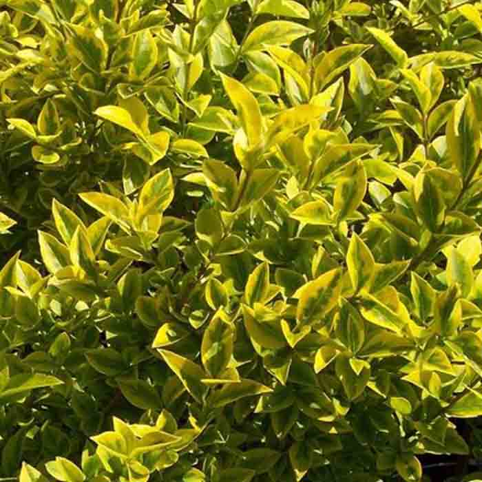 ligustrum-ovalifolium-variegatumalacali-yaprak-doken-kurtbagri-bitkisi