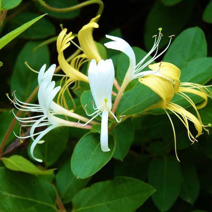 lonicera-fragrantissima-kis-hanimelisi-bitkisi