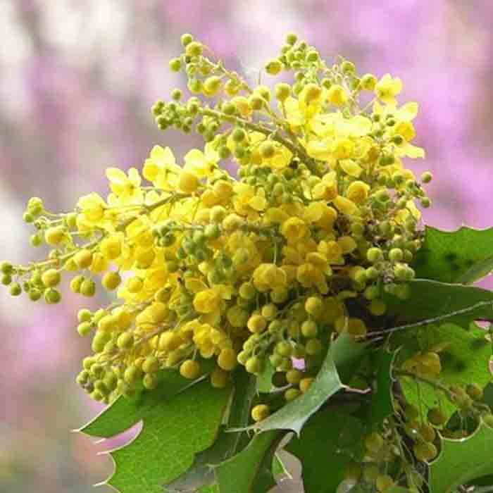 mahonia-aquifolium-mahonya-bitkisi