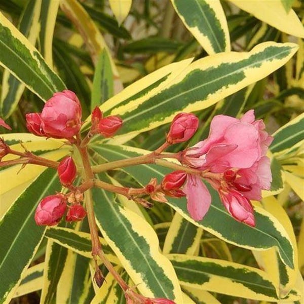 nerium-oleander-variegatumalacali-zakkum-bitkisi