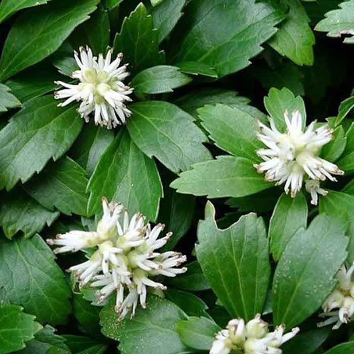 pachysandra-terminalis-japon-supurgesi–bitkisi