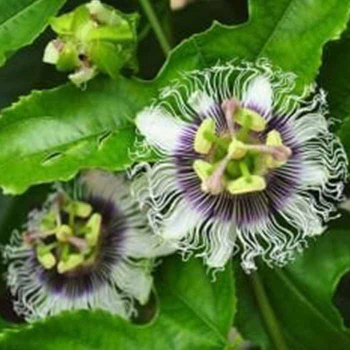 passiflora-carkifelektutku-cicegimarucya-bitkisi