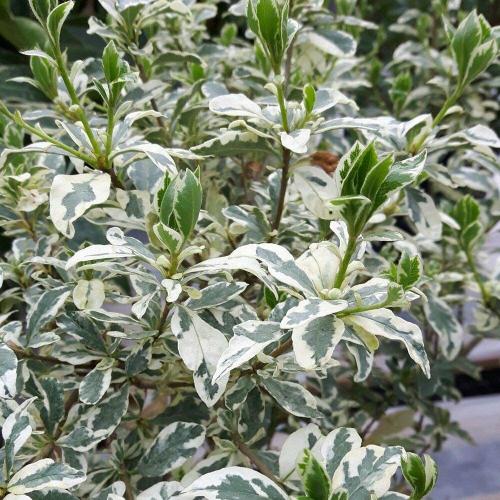 pittosporum-tobira-variegata-alacali-yildiz-calisi-bitkisi