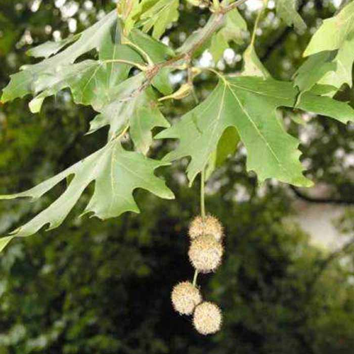 platanus-acerifolia-londra-cinari