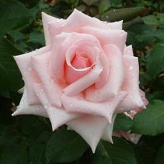 rosa-spp-acik-pembe-beyaz-renkli-gul-fidani