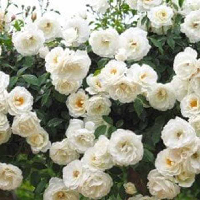 rosa-spp–beyaz-renkli-sarmasik-gul-fidani