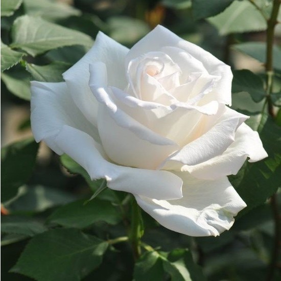 rosa-spp-kokulu-beyaz-renkli-gul-fidani