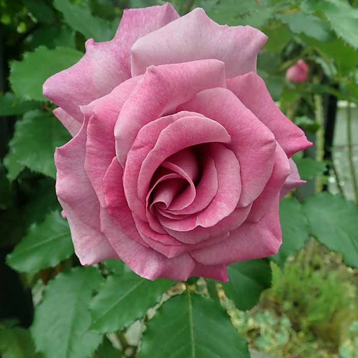 rosa-spp-kokulu-pembe-renkli-sarmasik-gul-fidani