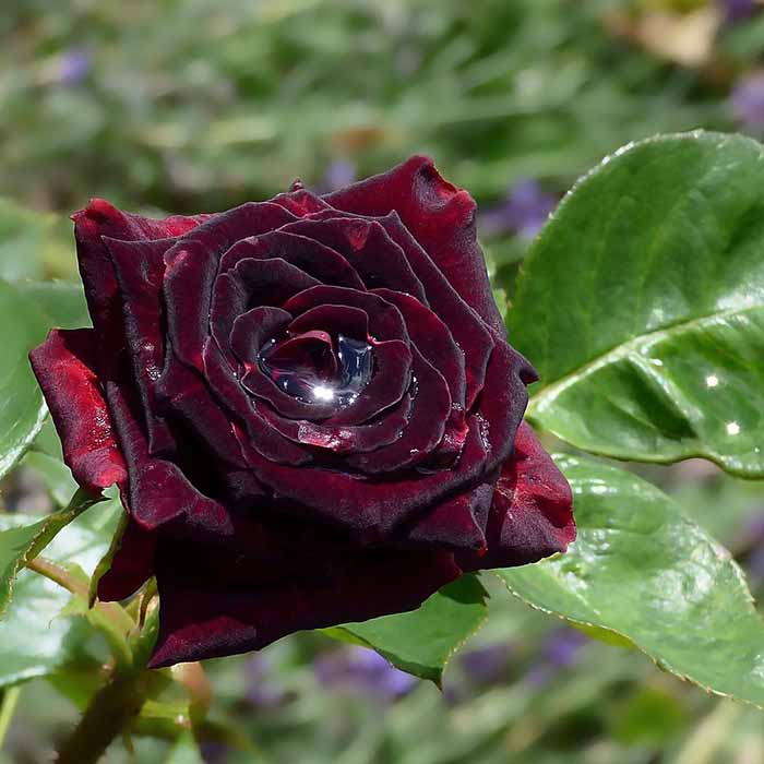 rosa-spp-kokulu-siyah-renkli-gul-fidani