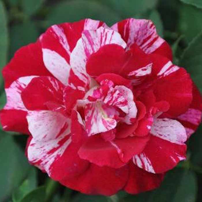rosa-spp-kokulu-turkiyem-4–gul