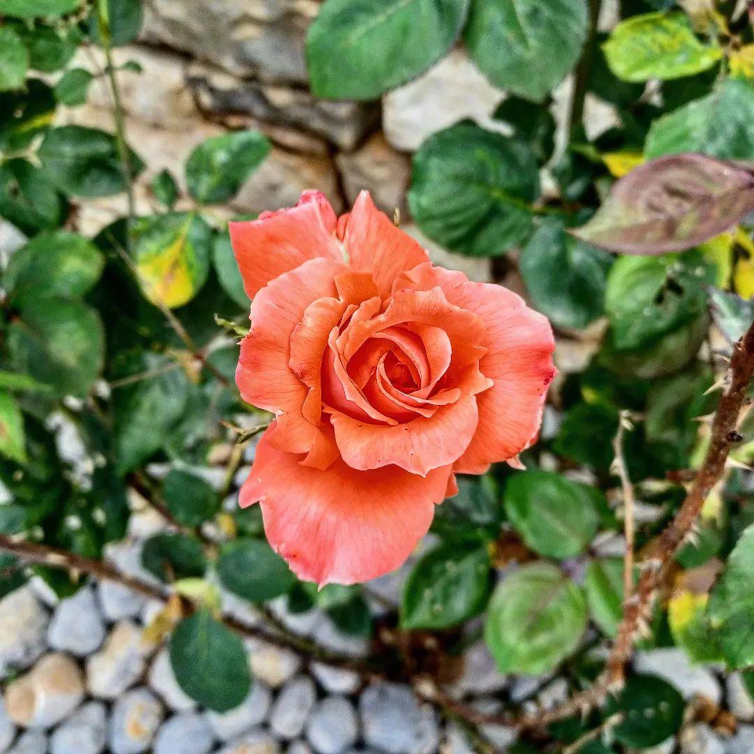 rosa-spp-kokulu-turuncu-renkli-gul-fidani