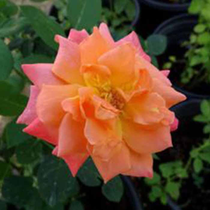 rosa-spp-kokulu-turuncu-sarmasik-gul-fidani