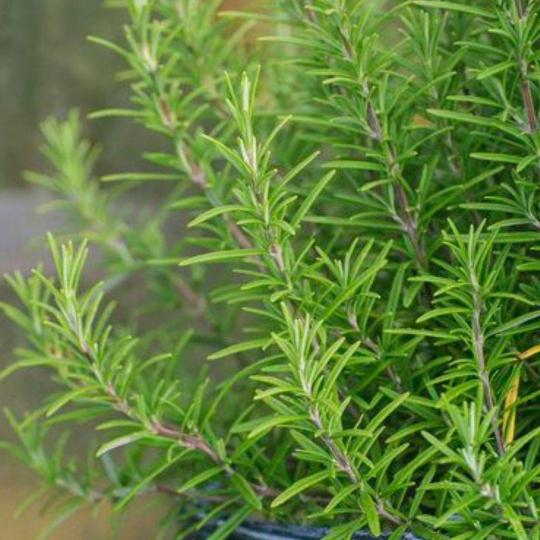 rosmarinus-officinalis-prostratusyayilici-biberiye-bitkisi