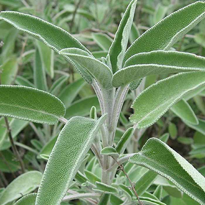 salvia-officinalis-tibbi-adacayi-bitkisi